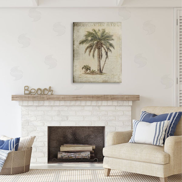 Stupell Industries Andrea Haase | Vintage Palm Tree Study Wall Art