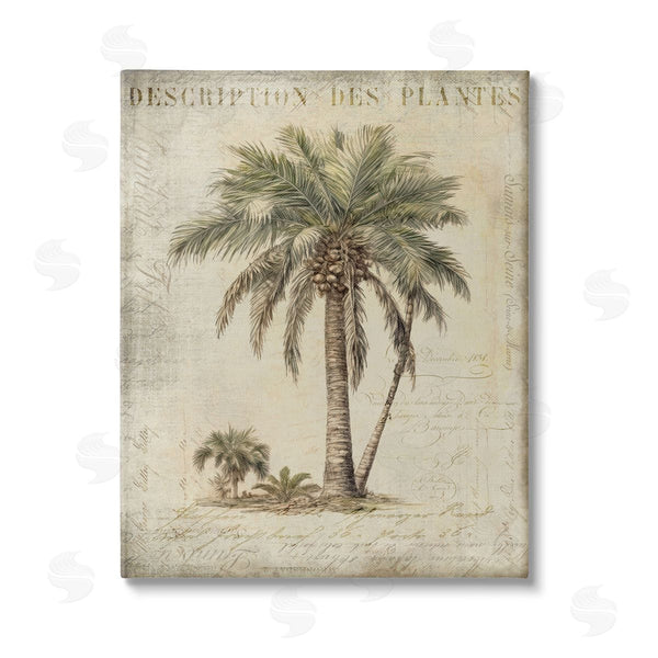 stupell industries Andrea Haase | Vintage Palm Tree Study Wall Art