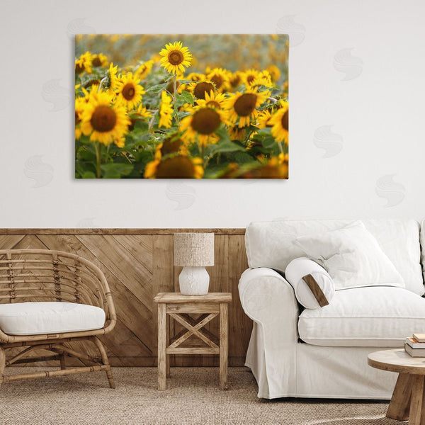Stupell Industries Andy Crawford | Central Sunflower In Meadow Wall Art