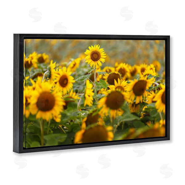 Stupell Industries Andy Crawford | Central Sunflower In Meadow Wall Art