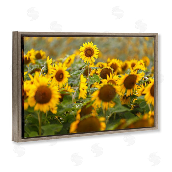 Stupell Industries Andy Crawford | Central Sunflower In Meadow Wall Art