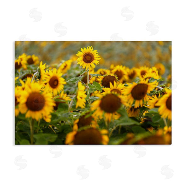 stupell industries Andy Crawford | Central Sunflower in Meadow Wall Art