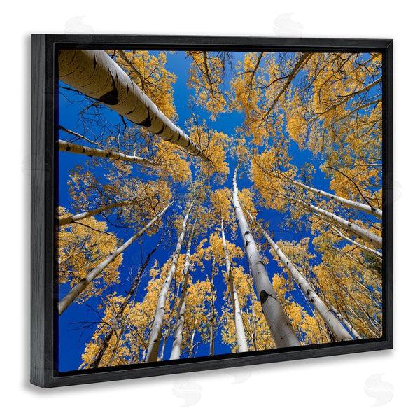 Stupell Industries Andy Crawford Photography | Looming Woodland Foliage Trees Wall Art