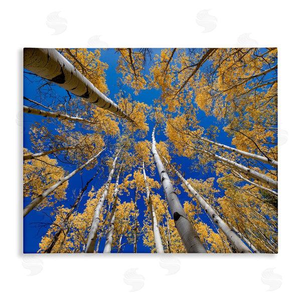 stupell industries Andy Crawford Photography | Looming Woodland Foliage Trees Wall Art