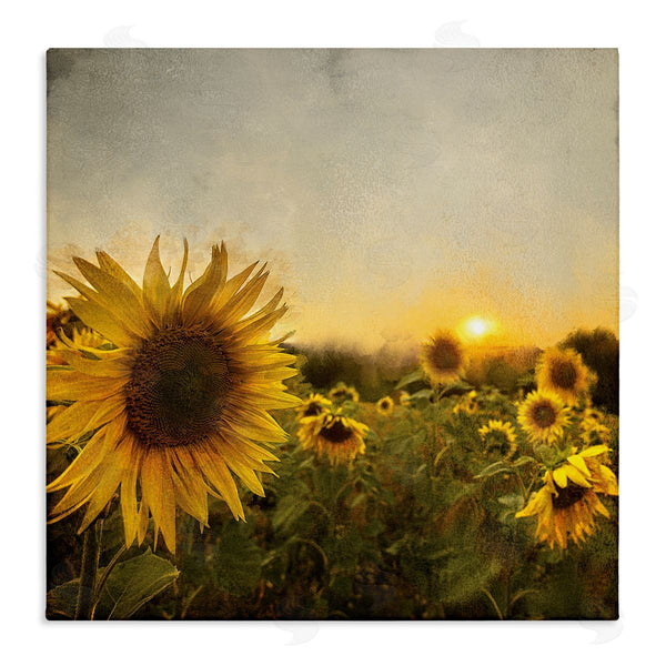 stupell industries Anne Bailey | Warm Sunflower Field Summer Sunset Landscape Wall Art
