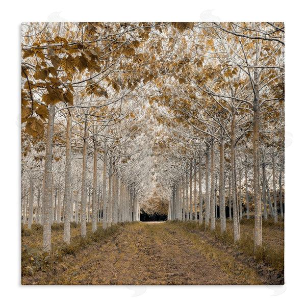 stupell industries Assaf Frank | White Gold Birch Grove