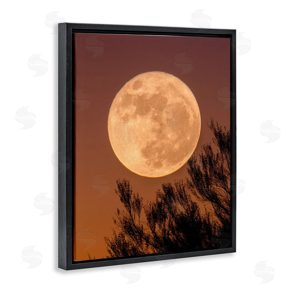 Stupell Industries Birch & Ink | Full Moon Photography Tree Branch Silhouette Autumn Sky Wall Art