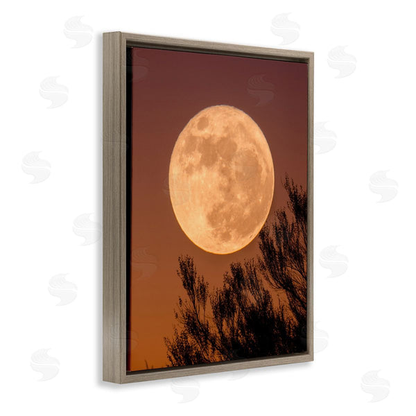 Stupell Industries Birch & Ink | Full Moon Photography Tree Branch Silhouette Autumn Sky Wall Art