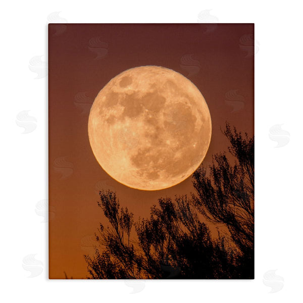 stupell industries Birch & Ink | Full Moon Photography Tree Branch Silhouette Autumn Sky Wall Art