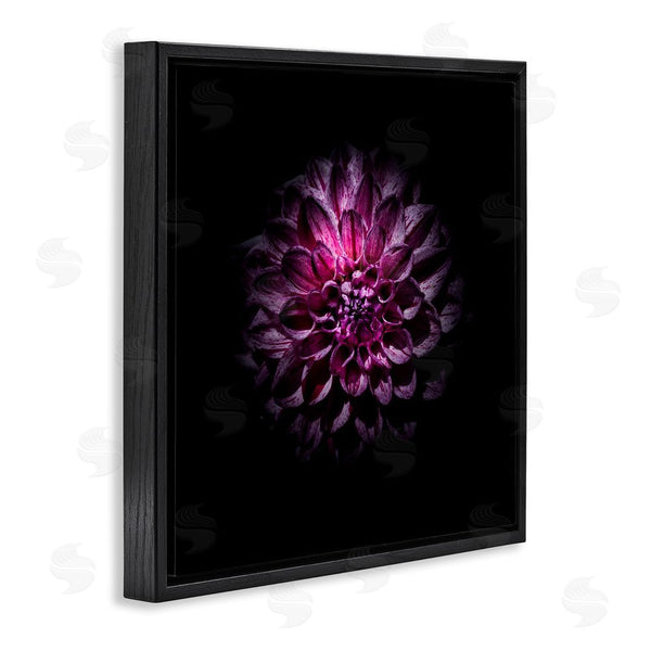 Stupell Industries Brian Carson Photography | Purple Dahlia Dark Contemporary Wall Art