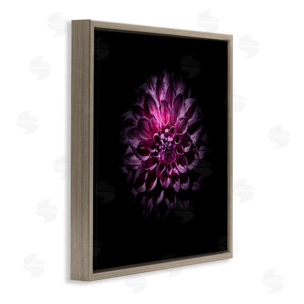 Stupell Industries Brian Carson Photography | Purple Dahlia Dark Contemporary Wall Art