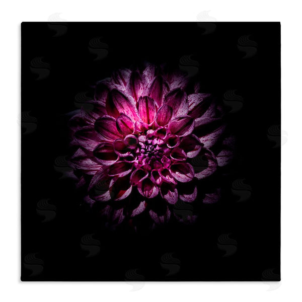 stupell industries Brian Carson Photography | Purple Dahlia Dark Contemporary Wall Art