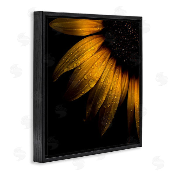 Stupell Industries Brian Carson Photography | Sunflower Detail With Droplets Wall Art