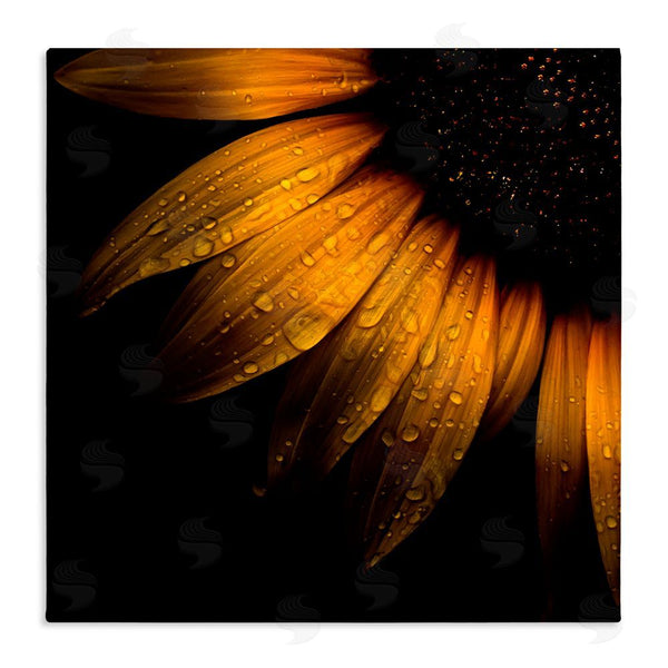 stupell industries Brian Carson Photography | Sunflower Detail with Droplets Wall Art