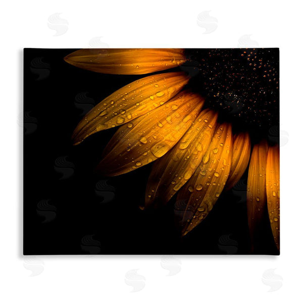 stupell industries Brian Carson Photography | Water Droplets on Sunflower Wall Art