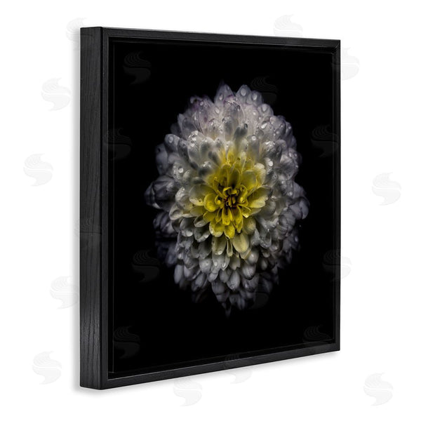 Stupell Industries Brian Carson Photography | White And Yellow Mum Wall Art