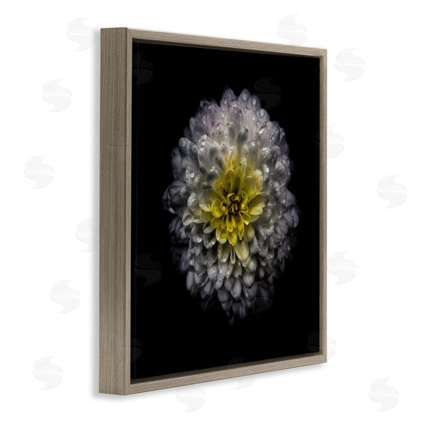 Stupell Industries Brian Carson Photography | White And Yellow Mum Wall Art