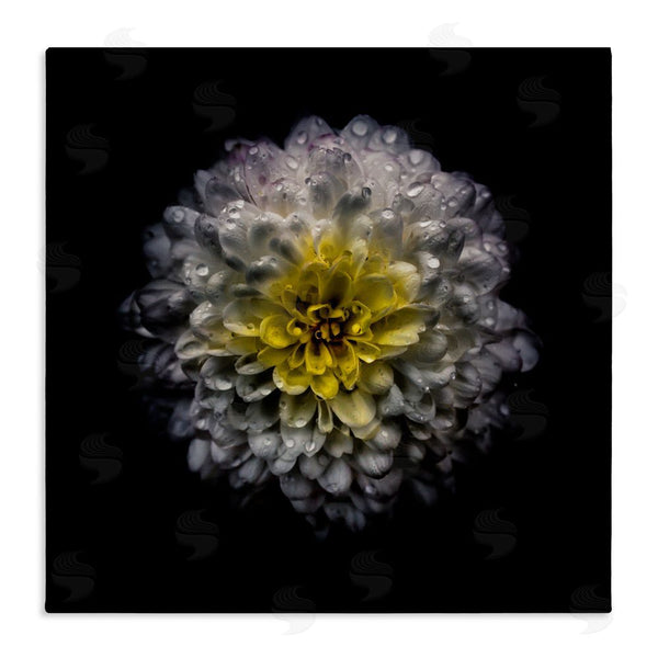 stupell industries Brian Carson Photography | White And Yellow Mum Wall Art