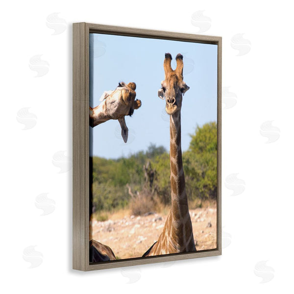 Stupell Industries Brigitte Alcalay Marcon | Funny Photobomb Giraffes Wall Art