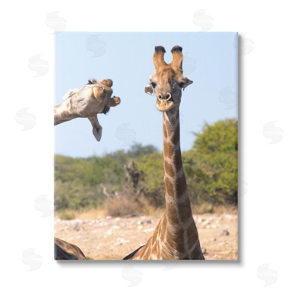 stupell industries Brigitte Alcalay Marcon | Funny Photobomb Giraffes Wall Art