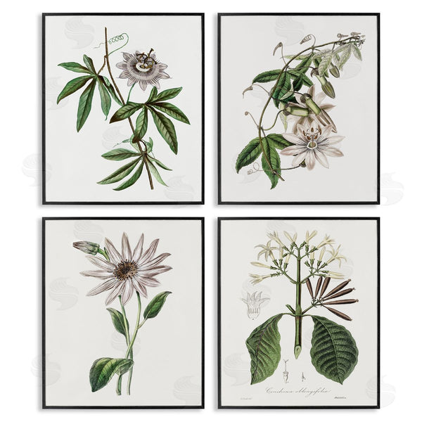 Stupell Industries CAD Designs | Various Vintage Botanicals Wall Art