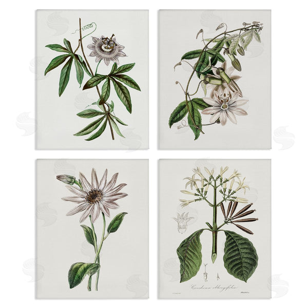 stupell industries CAD Designs | Various Vintage Botanicals Wall Art