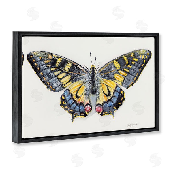 Stupell Industries Cady Driver | Beautiful Symmetrical Moth Wings Wall Art