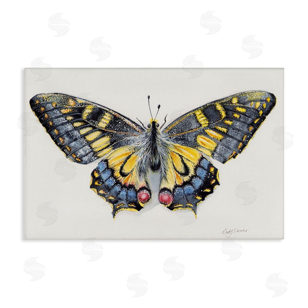 stupell industries Cady Driver | Beautiful Symmetrical Moth Wings Wall Art