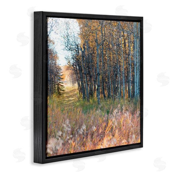 Stupell Industries Carol Robinson | Autumn Birch Trees Grassy Path Woodlands Photography Wall Art