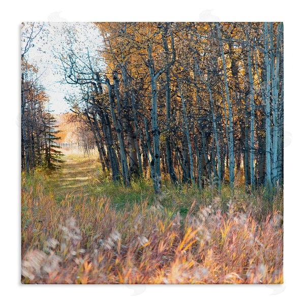 stupell industries Carol Robinson | Autumn Birch Trees Grassy Path Woodlands Photography Wall Art