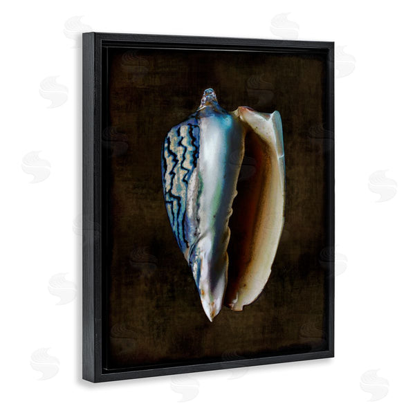 Stupell Industries Caroline Kelly | Conch Shell On Black Wall Art