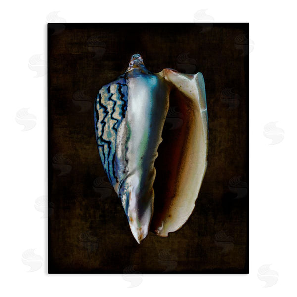 stupell industries Caroline Kelly | Conch Shell on Black Wall Art