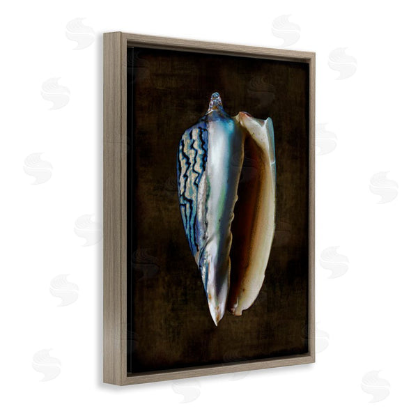 Stupell Industries Caroline Kelly | Dark Conch Shell Wall Art