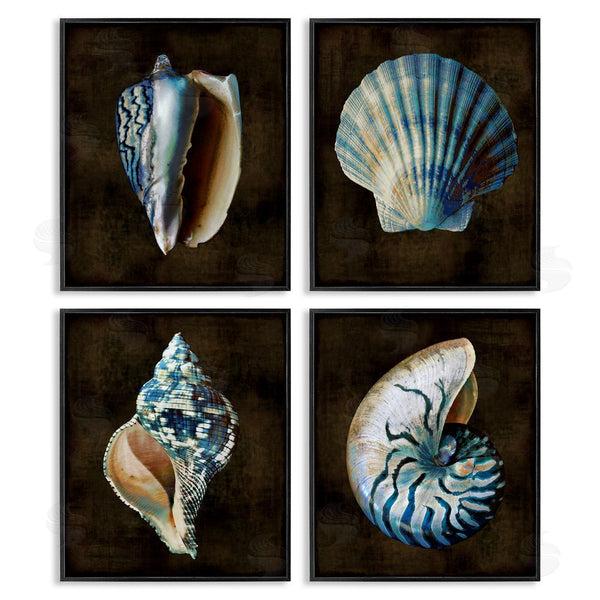 Stupell Industries Caroline Kelly | Dark Maritime Seashells Wall Art