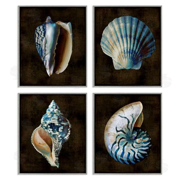 Stupell Industries Caroline Kelly | Dark Maritime Seashells Wall Art