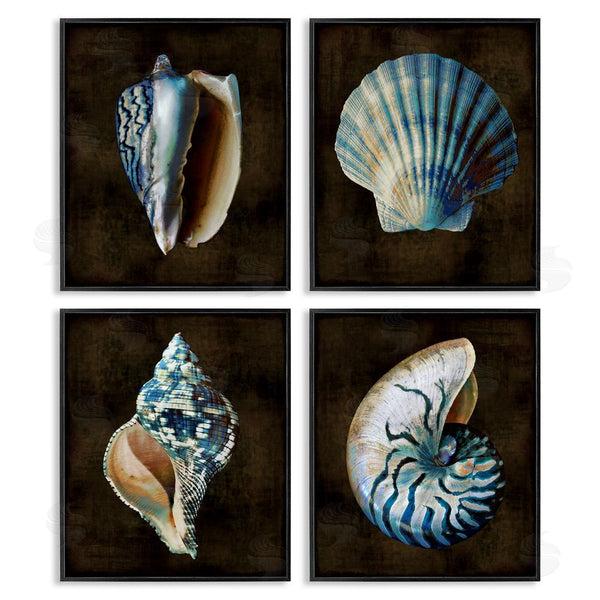 Stupell Industries Caroline Kelly | Seashells On Black Wall Art