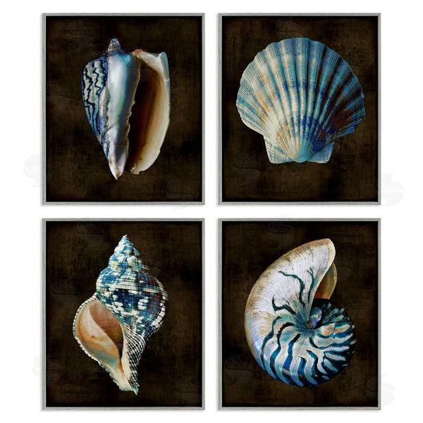 Stupell Industries Caroline Kelly | Seashells On Black Wall Art