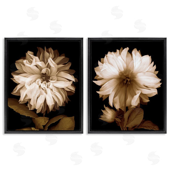 Stupell Industries Caroline Kelly | Sepia Chrysanthemum Flower Blooms Wall Art