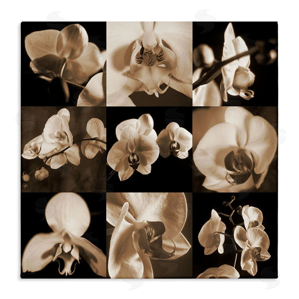 stupell industries Caroline Kelly | Sepia Orchid Varied Photography Wall Art