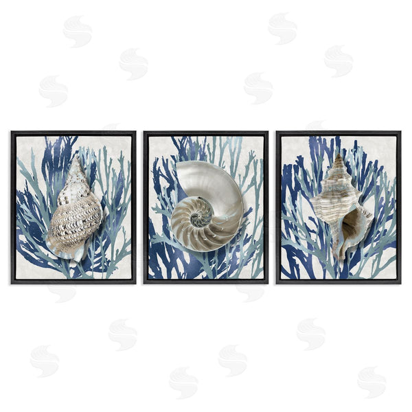 Stupell Industries Caroline Kelly | Trio Of Shells & Coral