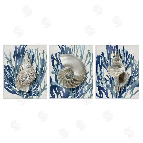 stupell industries Caroline Kelly | Trio of Shells & Coral