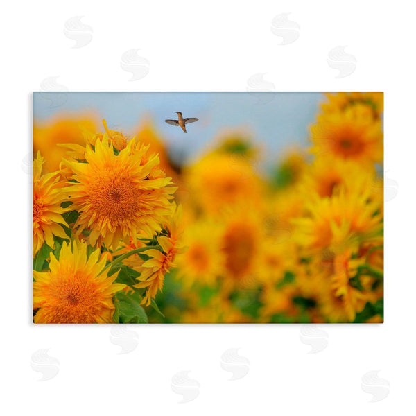 stupell industries Carrie Ann Grippo-Pike | Happy Hummingbird & Sunflowers