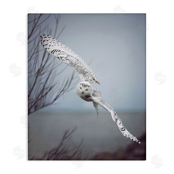 stupell industries Carrie Ann Grippo-Pike | Majestic Snowy Owl Flying Wingspan Wildlife Photography Wall Art