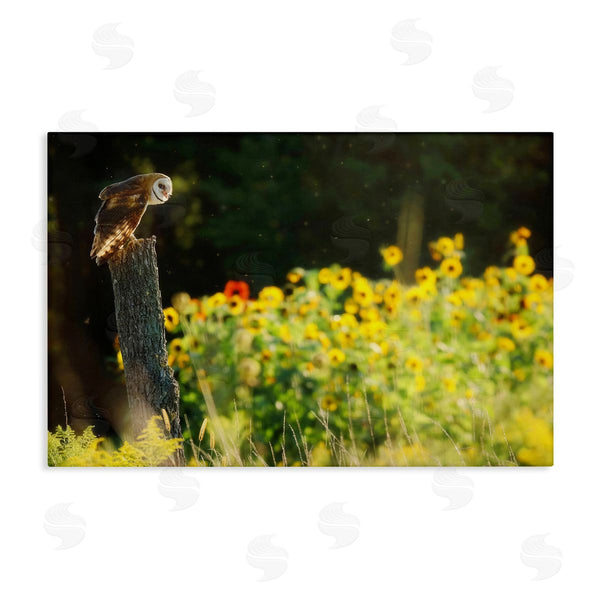 stupell industries Carrie Ann Grippo-Pike | Owl Perched in Meadow
