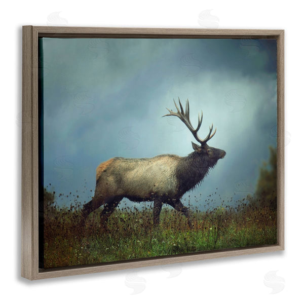 Stupell Industries Carrie Ann Grippo-Pike | Serene Elk In Nighttime Clearing Wildlife Photography Wall Art