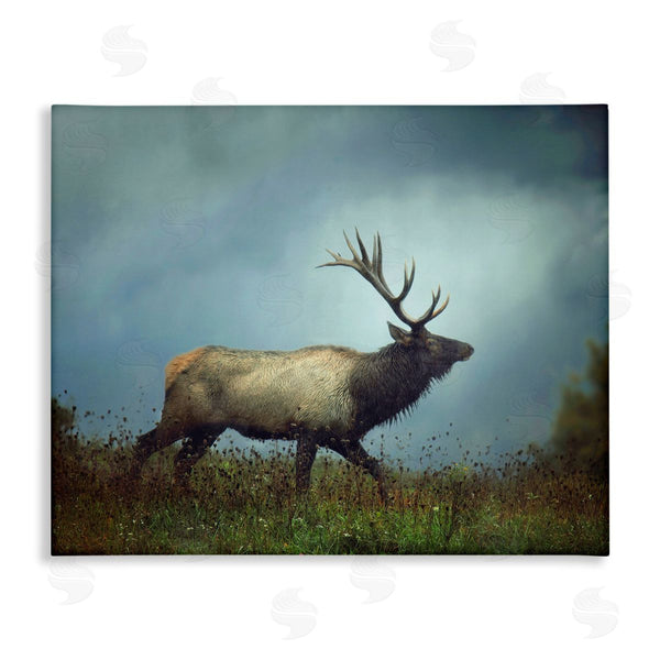 stupell industries Carrie Ann Grippo-Pike | Serene Elk in Nighttime Clearing Wildlife Photography Wall Art