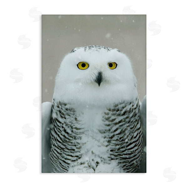 stupell industries Carrie Ann Grippo-Pike | Snowy Owl Portrait