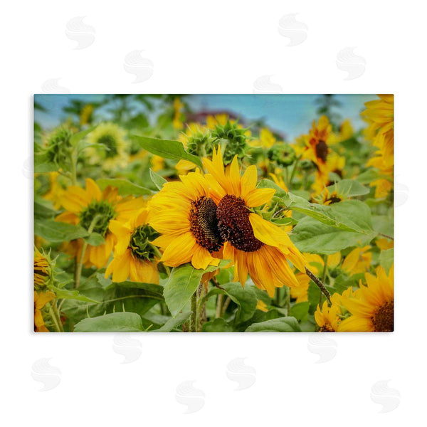 stupell industries Carrie Ann Grippo-Pike | Sunflower Field Photography