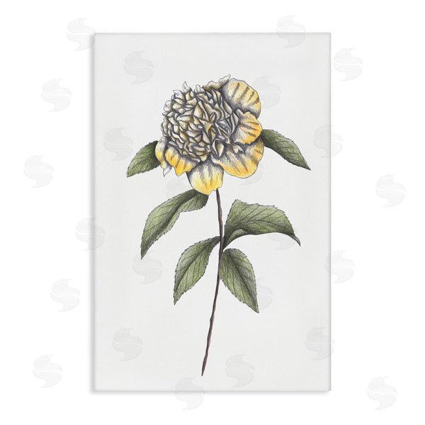 stupell industries Cecilia Battaini | Camellia Flower Illustration Wall Art