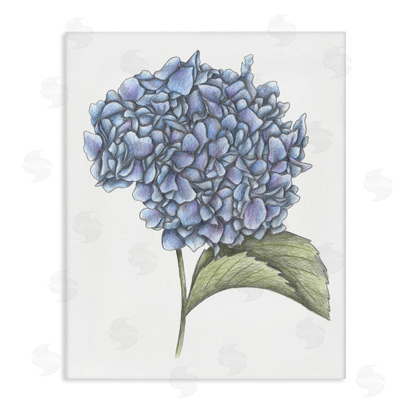 stupell industries Cecilia Battaini | Hydrangea Sketch Blossom Wall Art